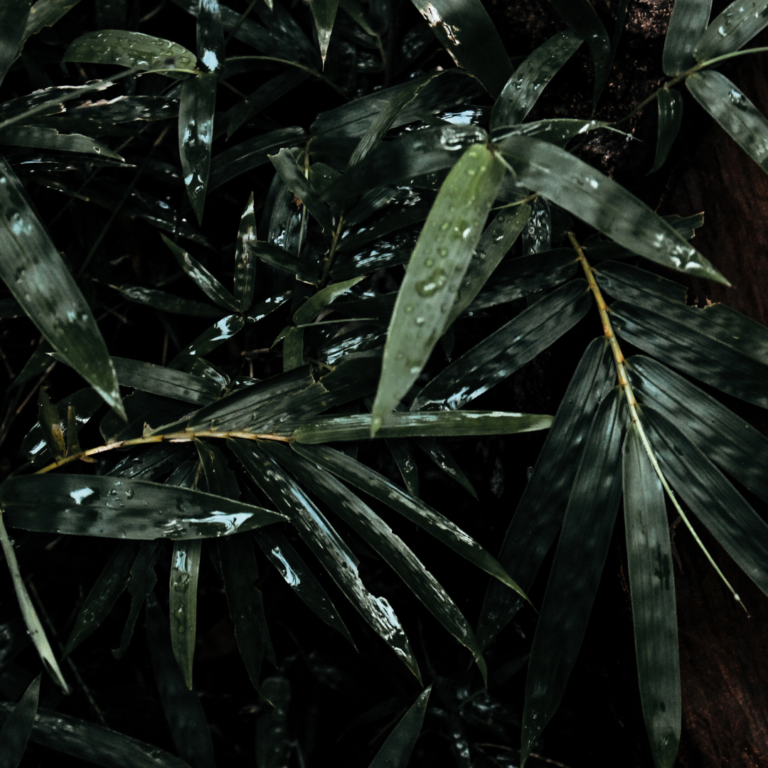 Post shared by pickwick_and_sprout