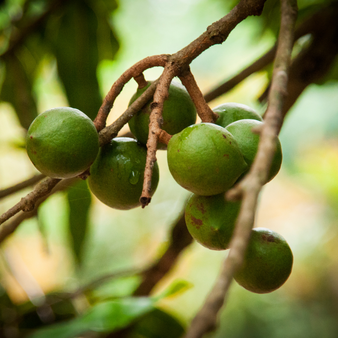 Post shared by pickwick_and_sprout