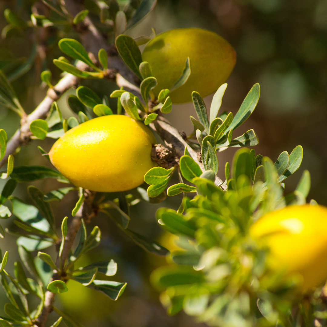 Post shared by pickwick_and_sprout