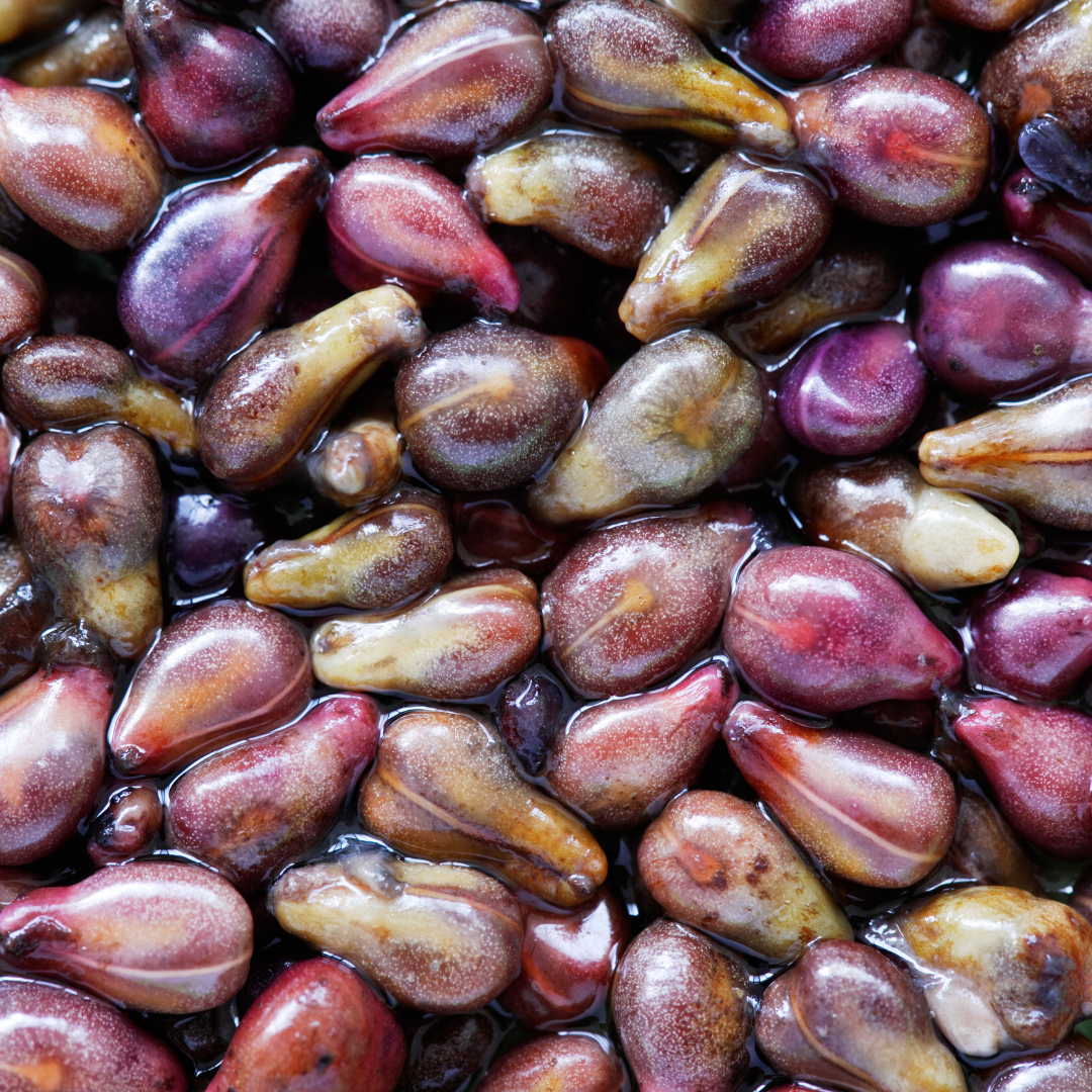 Post shared by pickwick_and_sprout